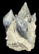 Giant Fossil Gastropod Cluster - France #38964-5